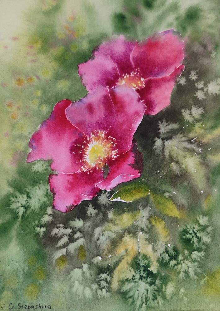 цветы шиповника.jpg